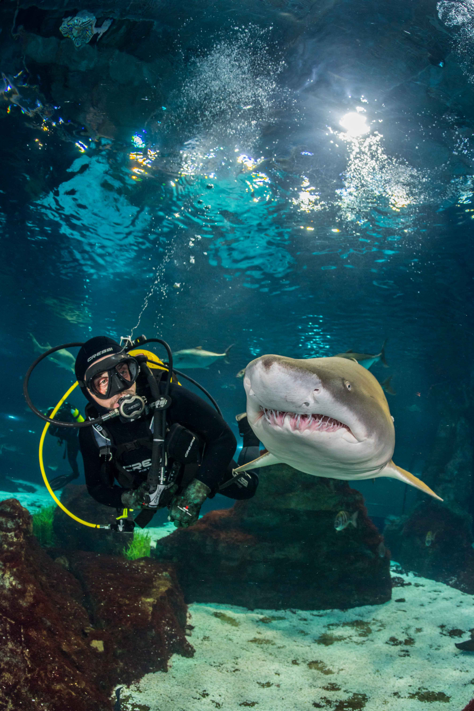 Aquarium and Vessel Sailing