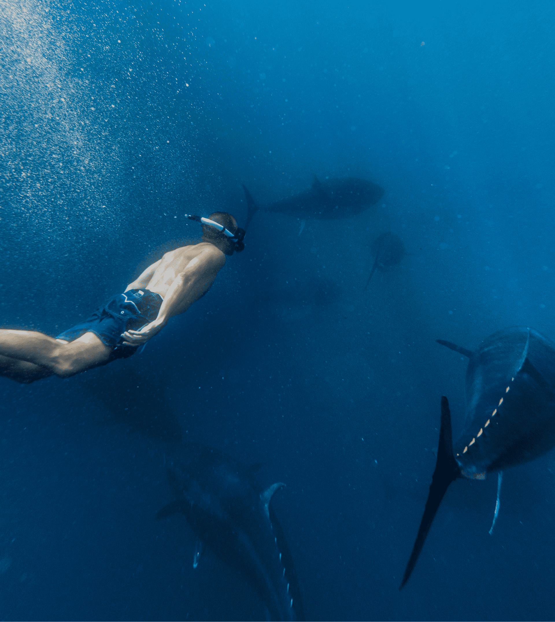 Senderisme per la costa i experiència Tuna Tour