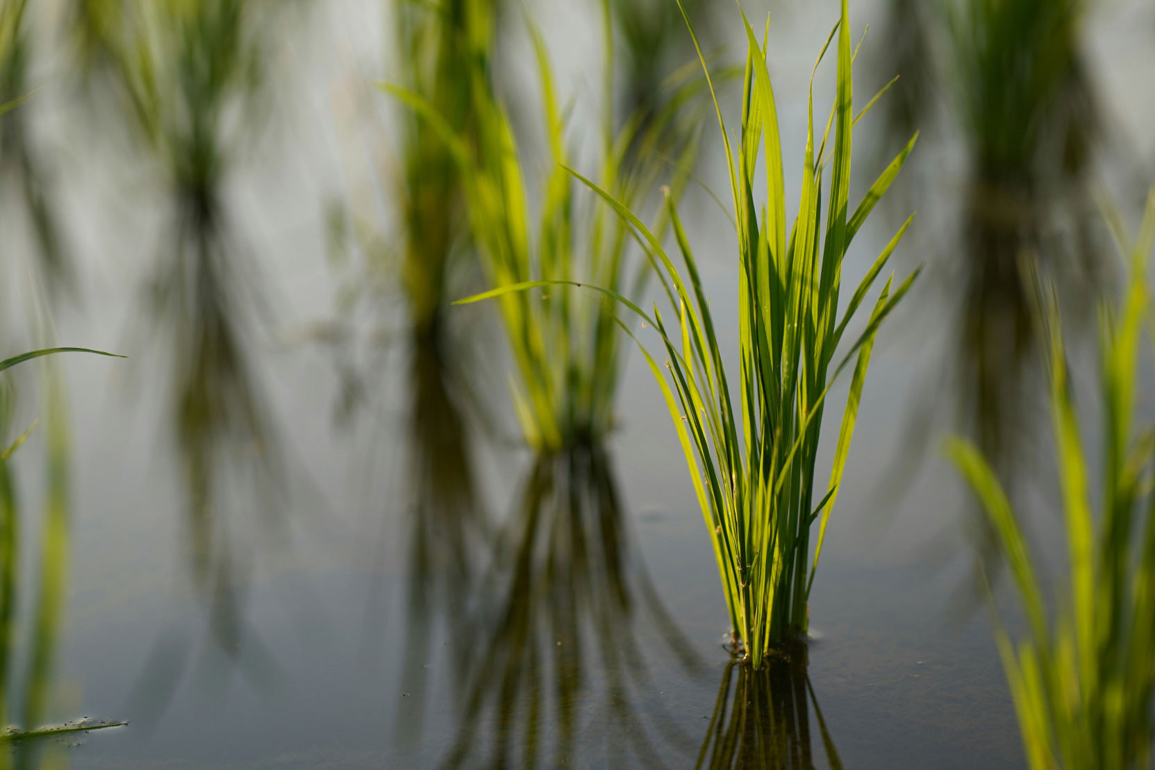 L'experiència de l'arròs al Delta
