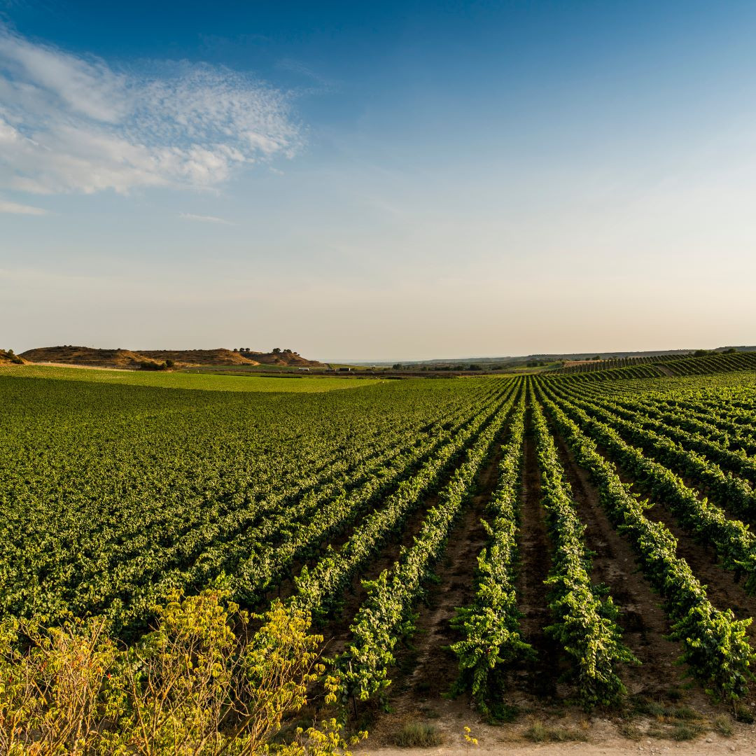 Abadia de Raimat: visita a vinyes, recorregut per celler i tast de vins