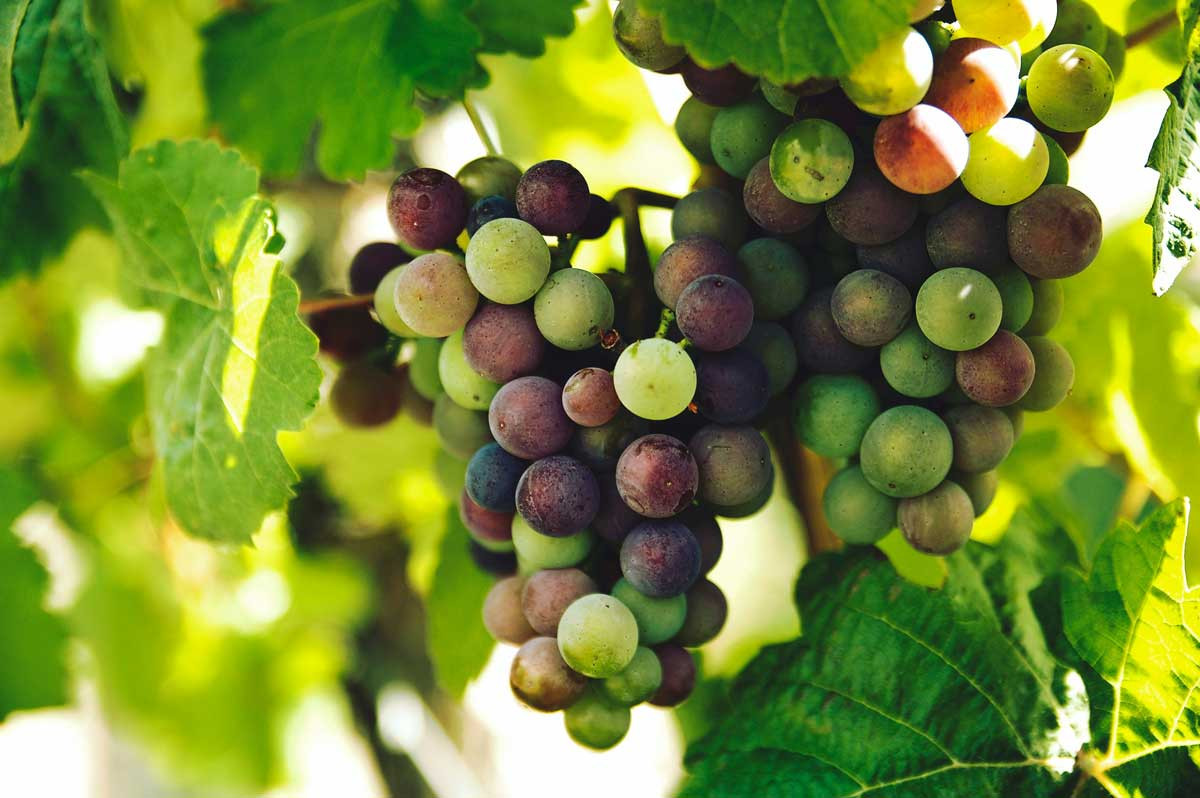 Tresors del Priorat: Scala Dei històrica i experiència al celler